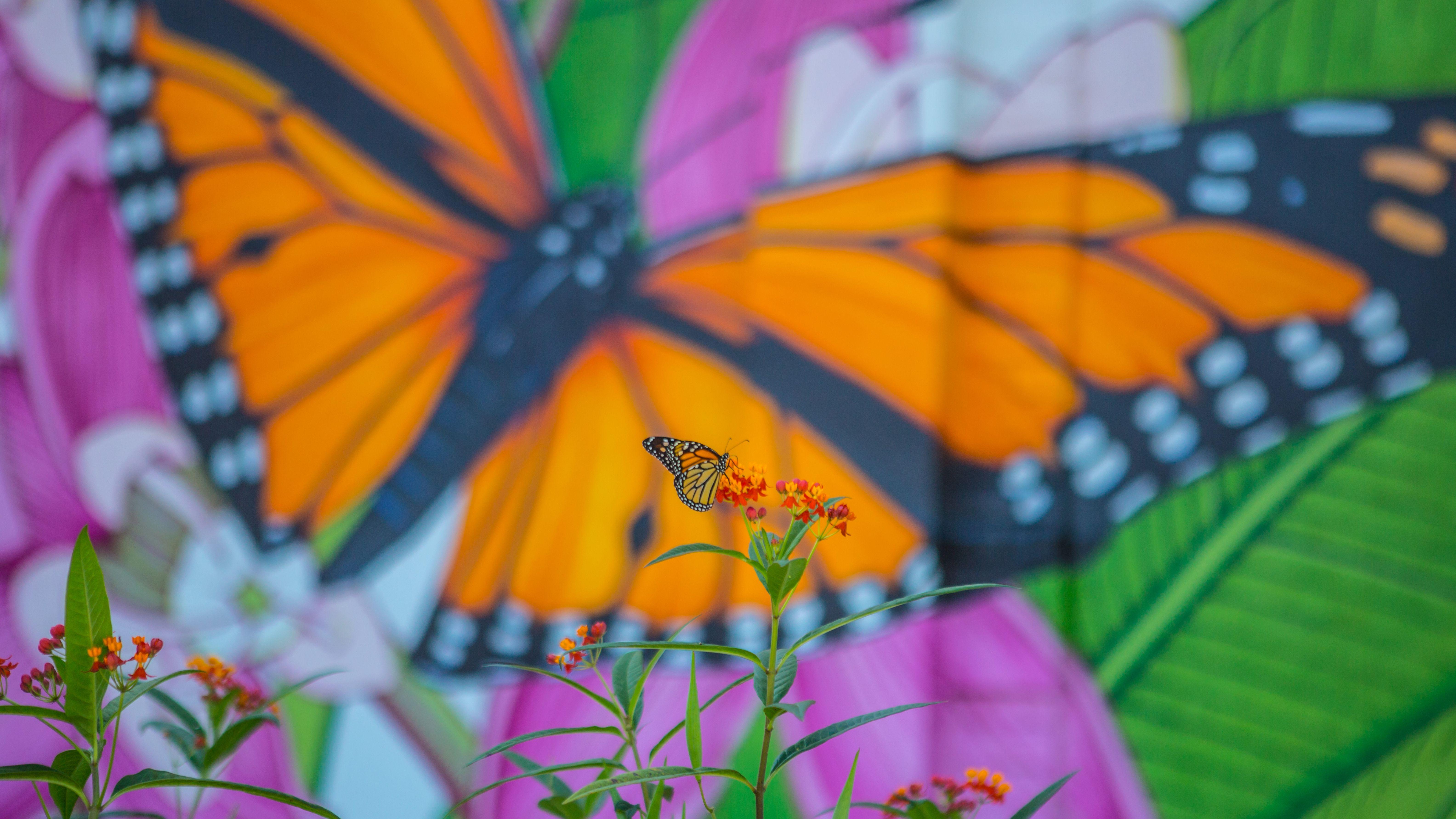 The Nature Conservancy Alongside Lead Collaborator Full Sail University Launch “The Monarch Initiative” - Hero image 