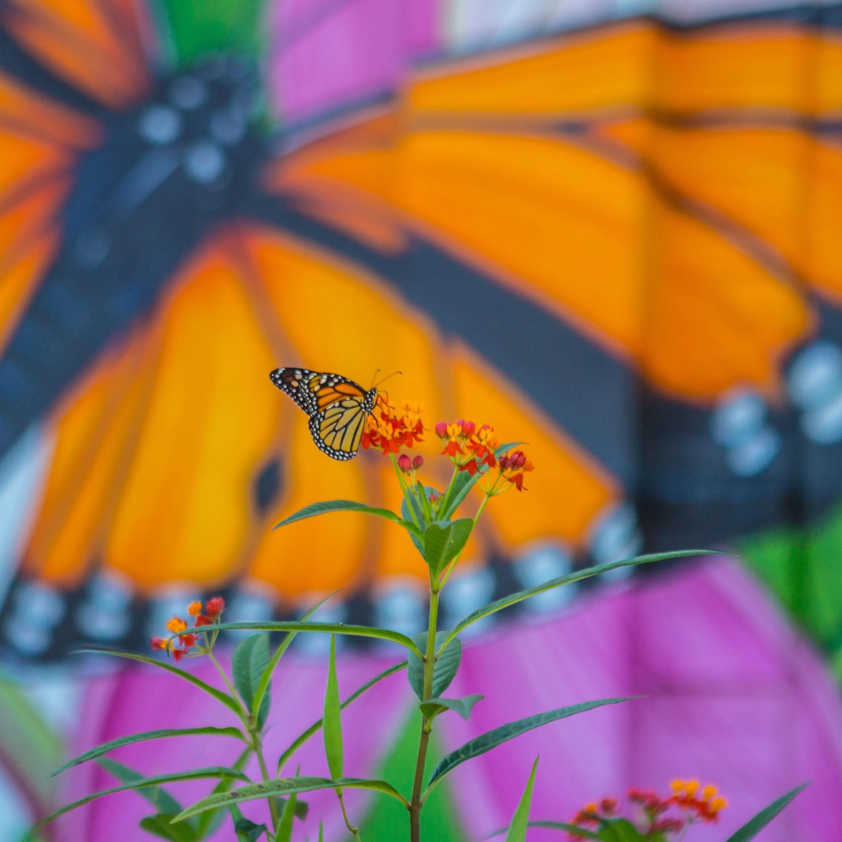 The Nature Conservancy Alongside Lead Collaborator Full Sail University Launch “The Monarch Initiative” - Thumbnail