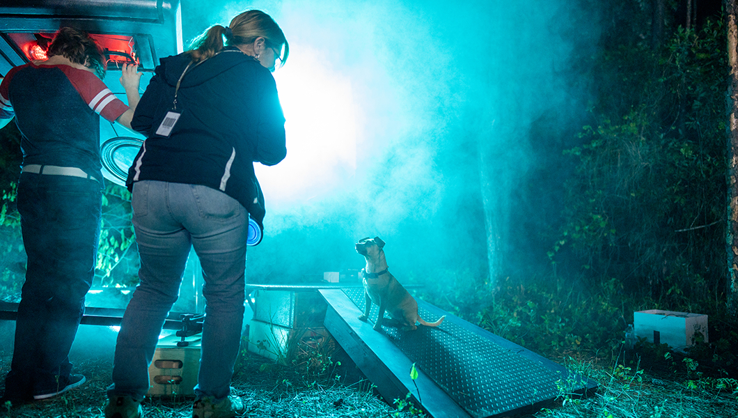 Two crew members holding cameras and lighting equipment work on an outdoor set. One of them is giving a command to a small brown dog.